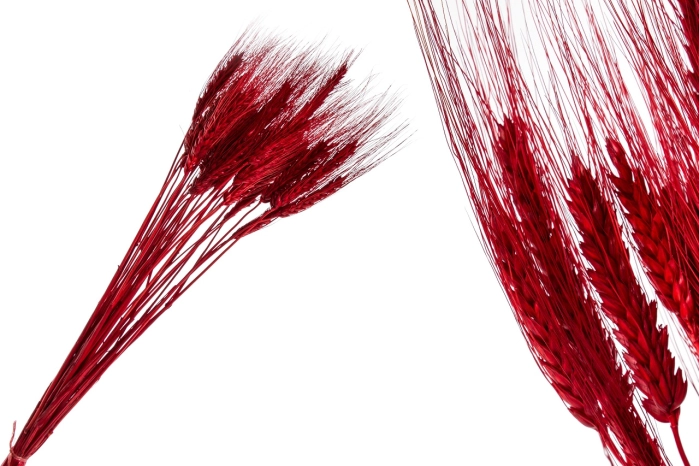 Susz grano con baffo rosso 100gr.  (40 szt)