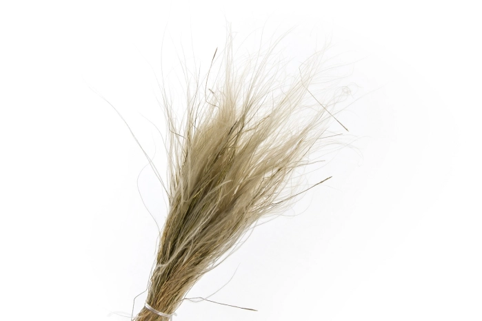 Susz stipa pennata naturale 50gr (50 szt)