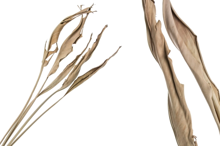 Susz strelitzie x5pz.  naturale ( 40szt)