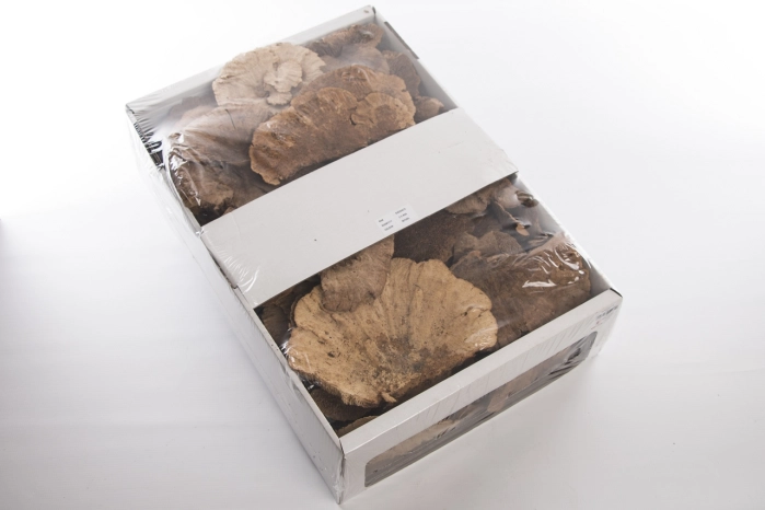 SPONGE MUSHROOM  tray 2,5kg (6 szt)