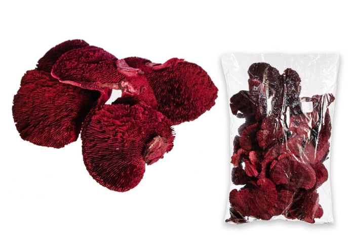 MUSHROOM SPONGE WAX COAT [op-1kg] (8op) [149-158]