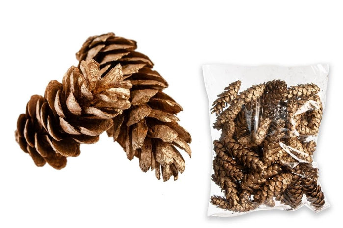 STROBUS GOLD 10-15cm [op-50szt] (6op)