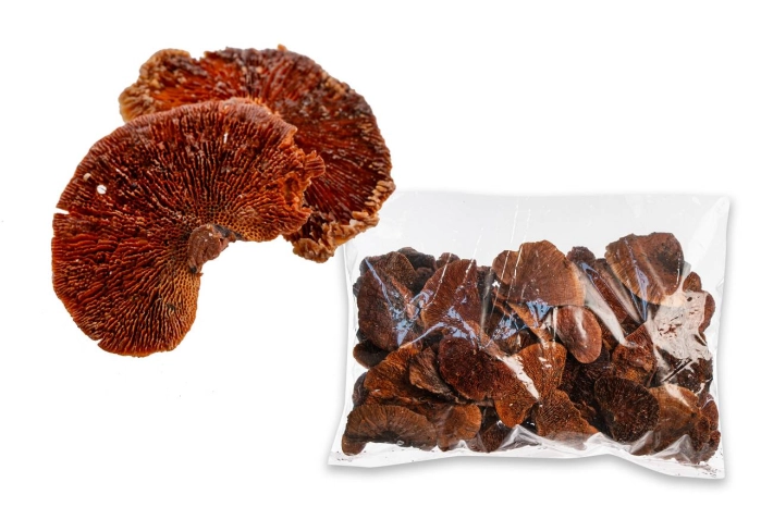 MUSHROOM SPONGE BURGANDY [op-1kg] (8op) [185-194]