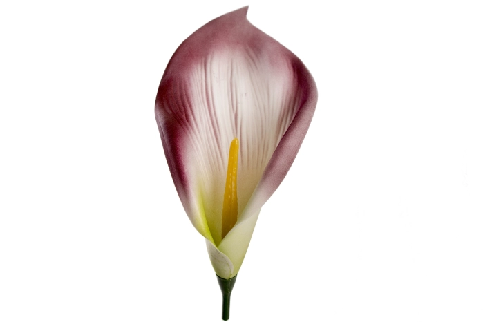 Kalia wyrobowa [LAVENDER] (144/1728szt)