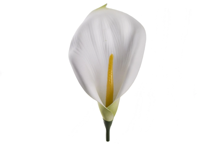 Kalia wyrobowa [CREAM] (144/1728szt)