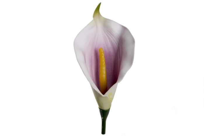 Kalia wyrobowa [LAVENDER] (144/3456szt)