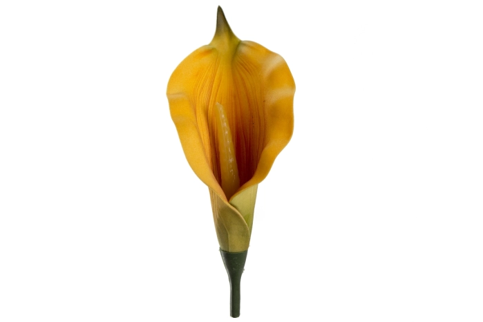 Kalia wyrobowa [GREEN/YELLOW] (144/3456szt)