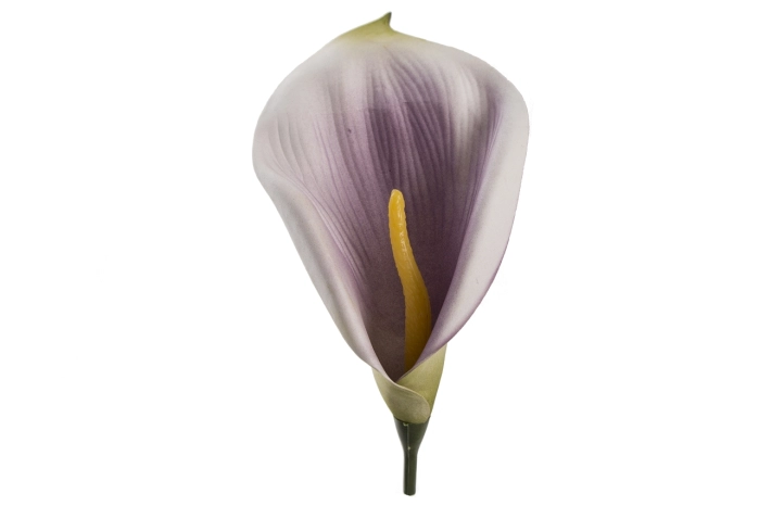 Kalia (144/1728 szt) [purple]
