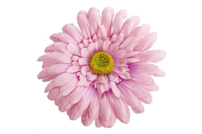 Gerbera wyrobowa (12/720 szt)