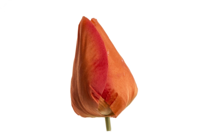 Tulipan wyrobowy pomarańczowy (50/3200szt)