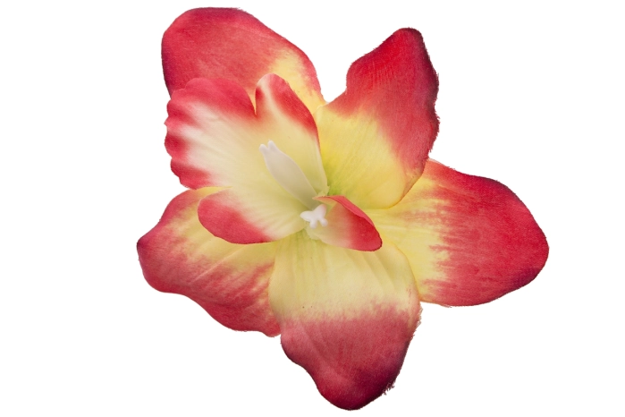 Cymbidium wyrobowe [RED/YELLOW] (144/1440szt)