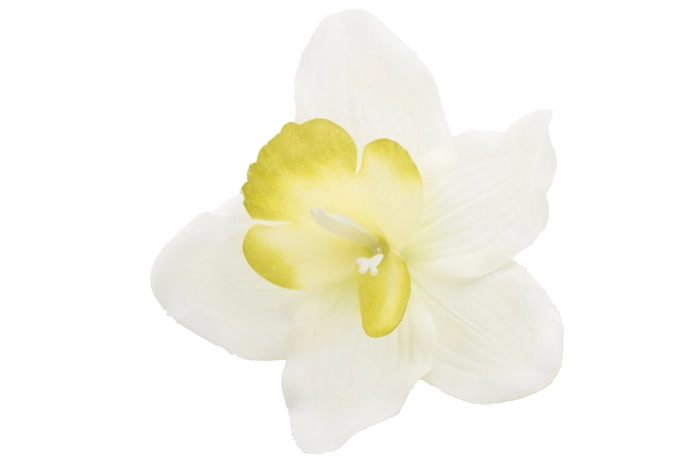 Cymbidium wyrobowe [CREAM/GREEN] (144/1440szt)
