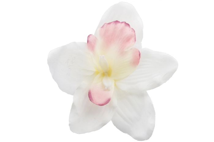 Cymbidium wyrobowe [CREAM/PINK] (144/1440szt)