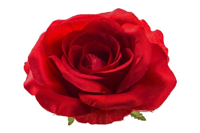 Róża [red] (12/240 szt)