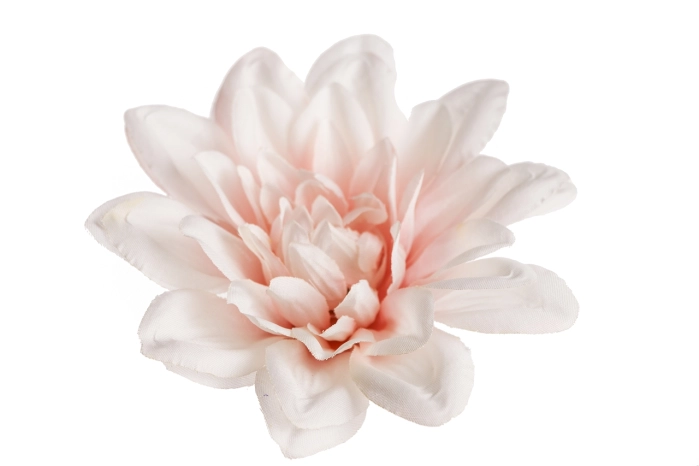 Dalia wyrobowa (144/1728szt)