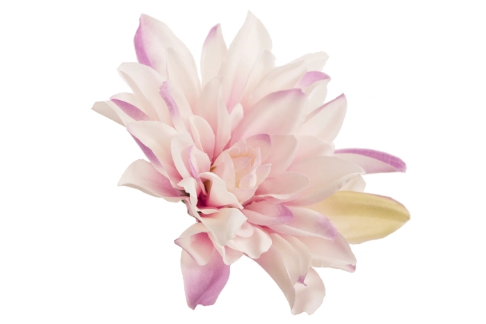Dalia wyrobowa (12/600szt)