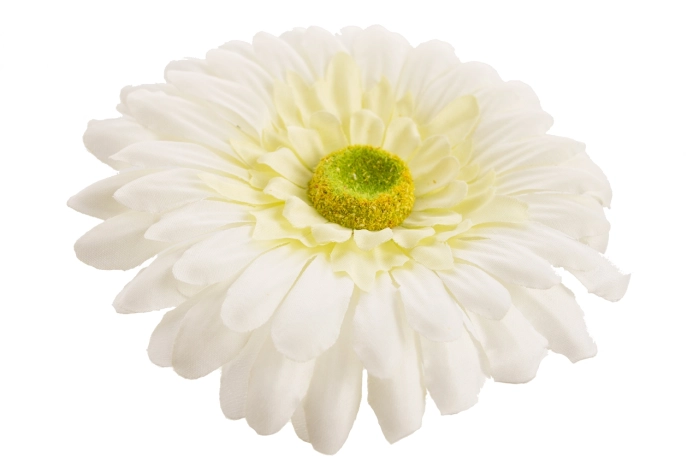 Gerbera wyrobowa (12/720szt)