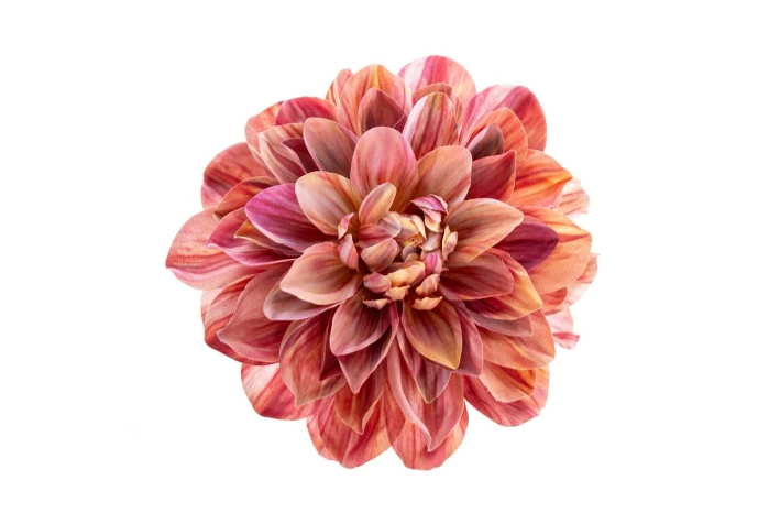 Dalia wyrobowa (12/240szt)