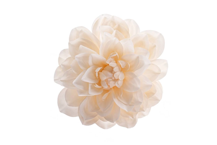 Dalia wyrobowa (12/240szt)