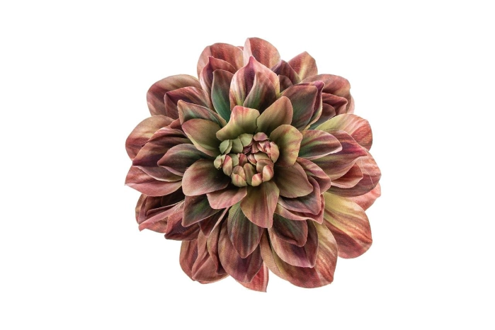 Dalia wyrobowa (12/240szt)