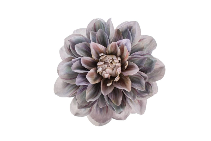 Dalia wyrobowa (12/240szt)