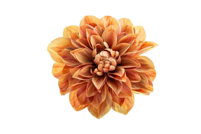 Dalia wyrobowa (12/240szt)