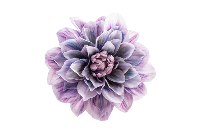 Dalia wyrobowa (12/240szt)