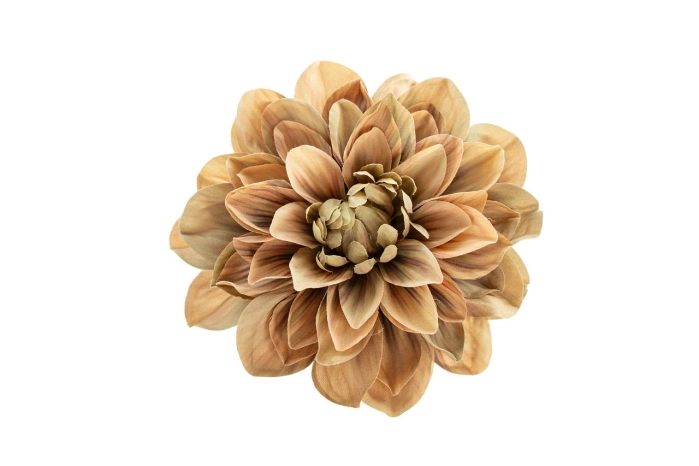 Dalia wyrobowa (12/240szt)