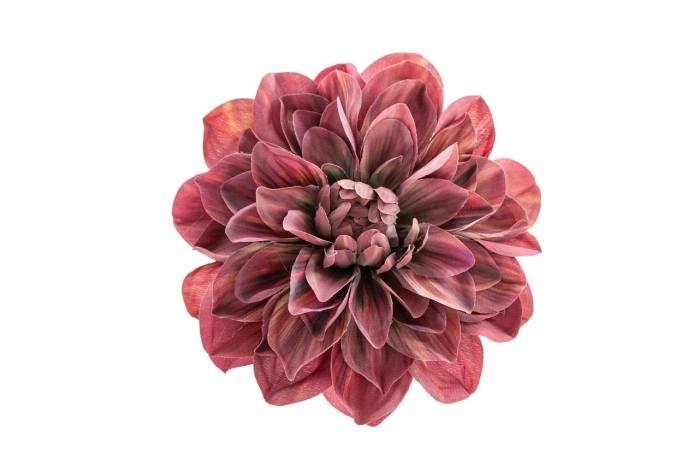 Dalia wyrobowa (12/240szt)
